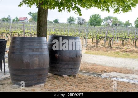 Zwei große Weinfässer unter einem Baum, Weinberg im Hintergrund. Stockfoto