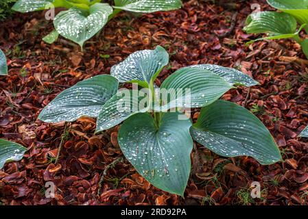 Hosta. Hosta wächst in einem schattigen Garten Stockfoto