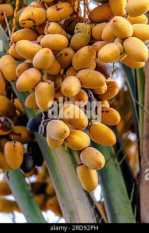 Gelbe Datteln auf der Palme - Dammam Saudi-Arabien. Stockfoto