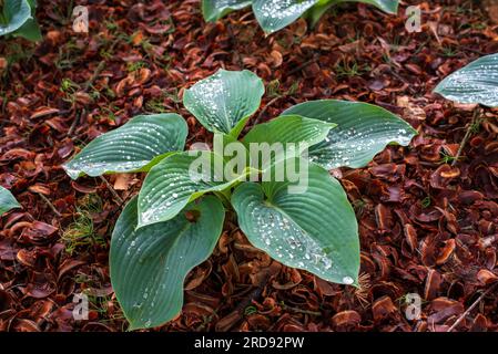 Hosta. Hosta wächst in einem schattigen Garten Stockfoto