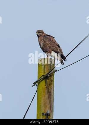 Ein gemeiner Bussard (Buteo buteo), hoch oben auf einem Telefonmast. Stockfoto