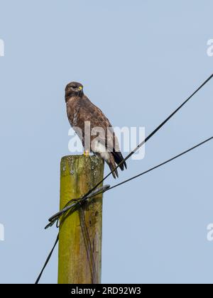 Ein gemeiner Bussard (Buteo buteo), hoch oben auf einem Telefonmast. Stockfoto