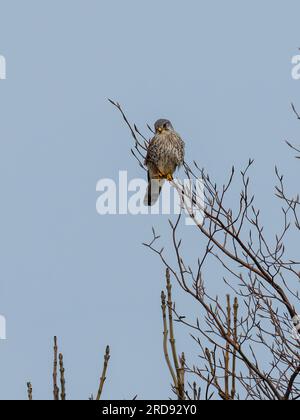 Ein männlicher gewöhnlicher Turmfalke, Falco tinnunculus, der auf einem Ast an der Spitze eines Baumes thront und das Gebiet vermisst. Stockfoto