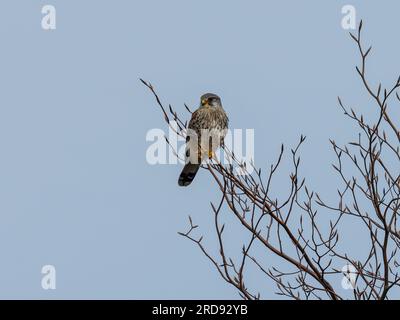 Ein männlicher gewöhnlicher Turmfalke, Falco tinnunculus, der auf einem Ast an der Spitze eines Baumes thront und das Gebiet vermisst. Stockfoto