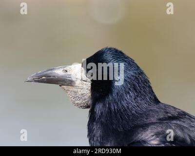 Eine Nahaufnahme des Kopfes eines Turms, Corvus frugilegus, der das Schnabeldetail zeigt. Stockfoto