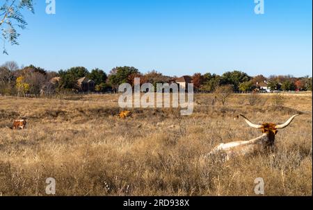 Longhorn ruht mit dem Rücken zur Kamera und sieht drei weitere Fernlichter, die auf dem Feld grasen Stockfoto