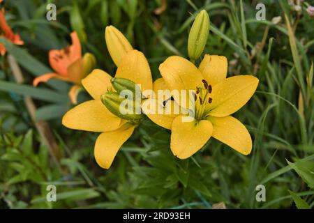 Zwei gelbe Lilien in Blüte, Nahaufnahme. Lilien im Garten nach dem Regen mit Regentropfen auf den Blütenblättern. Selektiver Fokus. Stockfoto