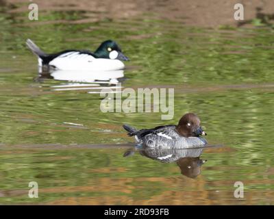 Ein Paar gewöhnliche goldeneye-Enten, Bucephala clangula, schwimmen in einem Teich. Stockfoto