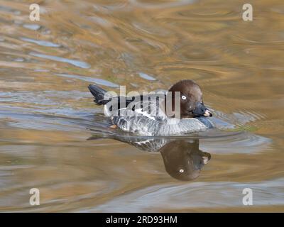 Eine gewöhnliche goldeneye-Ente, Bucephala clangula, schwimmend auf einem Teich. Stockfoto