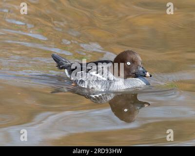 Eine gewöhnliche goldeneye-Ente, Bucephala clangula, schwimmend auf einem Teich. Stockfoto