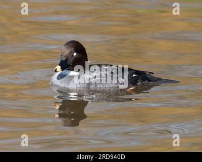 Eine gewöhnliche goldeneye-Ente, Bucephala clangula, schwimmend auf einem Teich. Stockfoto