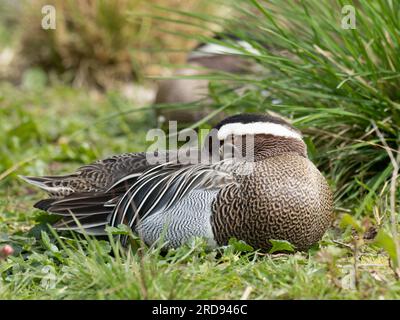 Ein männlicher Garganey, Spatula querquedula, schwimmt auf einem Teich. Stockfoto