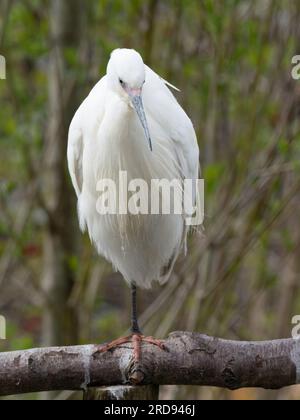 Ein kleiner Reiher, Egretta garzetta, auf einem Ast. Stockfoto