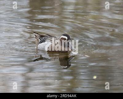 Ein männlicher Garganey, Spatula querquedula, schwimmt auf einem Teich. Stockfoto