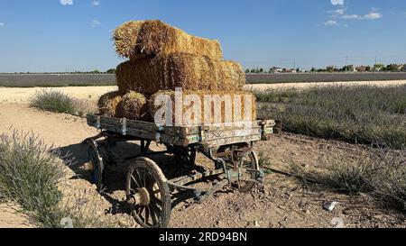 Weizengold-Heu auf dem Feld. Heuballen mit einem alten Traktor auf einer Ranch. Stockfoto