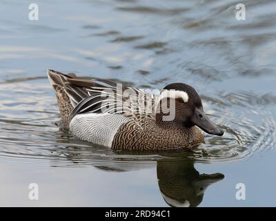 Ein männlicher Garganey, Spatula querquedula, schwimmt auf einem Teich. Stockfoto