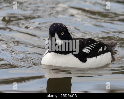 Eine männliche Barrow's goldeneye-Ente, Bucephala islandica, schwimmt auf einem Teich. Stockfoto