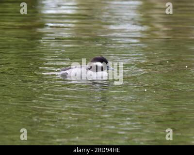 Büffelkopf (Bucephala albeola Stockfoto