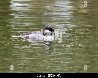 Büffelkopf (Bucephala albeola Stockfoto