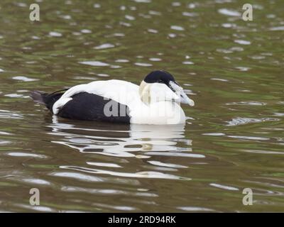 Ein männlicher Seeeider, Somateria mollissima, auch St. genannt Cuthberts Ente oder Cuddys Ente, die auf einem See schwimmt. Stockfoto