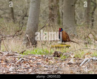 Ein männlicher Gemeiner Fasan (Phasianus colchicus) im Wald. Stockfoto