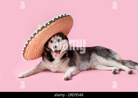 Süßer Husky-Hund mit Sombrero-Hut auf pinkfarbenem Hintergrund Stockfoto