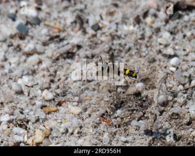 Cerceris rybyensis, the ornate tailed digger wasp in flight. Stock Photo
