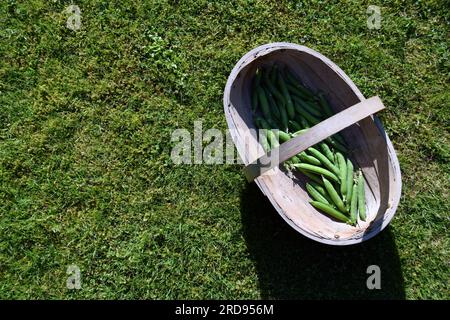 Ein brauner Holzkorb gefüllt mit frisch gepflückten Erbsen auf grünem Gras Stockfoto