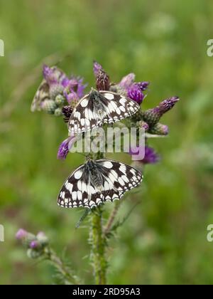 Zwei marmorierte weiße Schmetterlinge, Melanargia galathea, auf einer Distel. Stockfoto