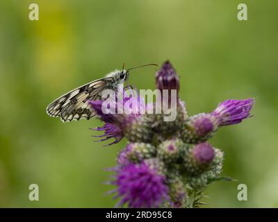 Melanargia galathea, ein weißer Schmetterling aus Marmor, der auf einer Distel thront. Stockfoto