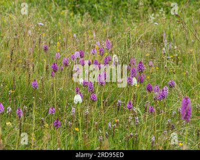 Anacamptis pyramidalis, eine Gruppe pyramidaler Orchideen, die auf einer Wiese wächst. Stockfoto