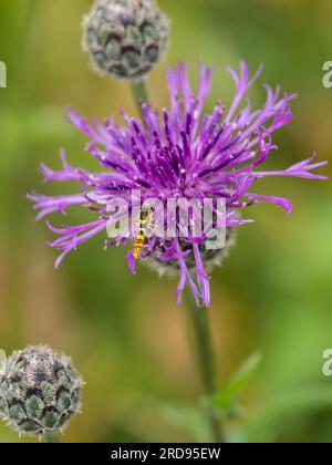 Sphaerophoria scripta, die lange hoverfly, thront auf einer Knappalgenblüte. Stockfoto