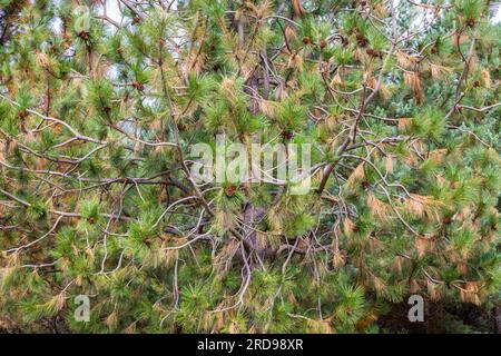 Pinus pinaster, die Seekiefer oder Kiefernkiefer aus der Nähe der Nadeln und Zapfen, Cuenca Alta del Manzanares Regional Park, Zentralspanien Stockfoto
