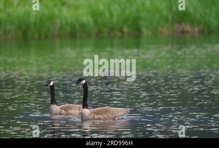 Kanadische Gänse (Branta canadensis) - paarweise auf Wasser - Kopierbereich. Stockfoto