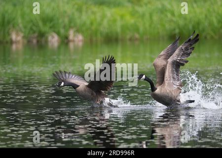 Ein Paar Kanadische Gänse (Branta canadensis) laufen auf dem Wasser, während sie in Vorbereitung auf den Start mit ihren Flügeln flattern. Stockfoto