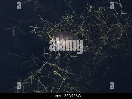 Chrysemys picta - westlich gemalte Schildkröte in dunklem Wasser mit Vegetation. Stockfoto