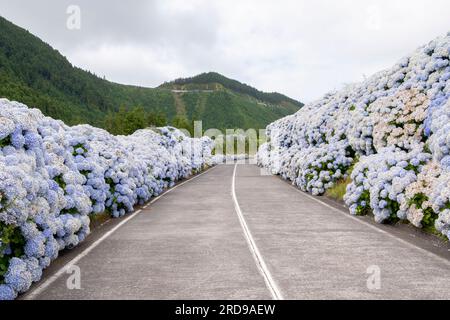 Blaue Hortensien blühen entlang der Straße in Sete Cidades auf der Insel Sao Miguel auf den Azoren Stockfoto