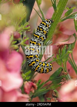 Kontrastierendes gelbes schwarzes Weiß der ausgeprägten Mullein-Moth-Larve (Cucullia verbasci) von Caterpillar auf einer rosa blühenden Gartenpflanze in Cumbria, England, Großbritannien Stockfoto