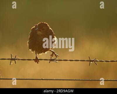 Im Northumberland (England), Großbritannien, springt der junge europäische Starling (Sturnus vulgaris) mit Hintergrundbeleuchtung über Stacheldrahtzaun Stockfoto