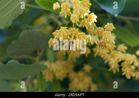 Honigbiene bestäubt einen Lindenbaum in Blüte. Honigproduktion und Arzneimittel. Stockfoto