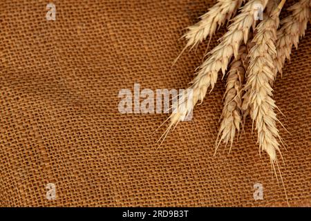 Weizenohren auf Leinenhintergrund. Kopierraum. Stockfoto