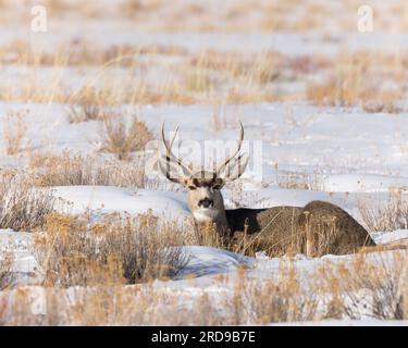 Ein Eselhirsch kotzt im Schnee. Stockfoto