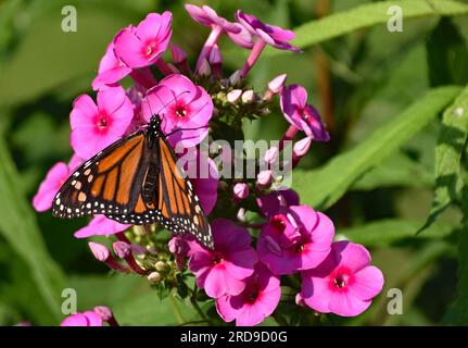Weiblicher Monarch-Schmetterling (Danaus plexippus) ernährt sich von einigen Garden Phlox (Phlox paniculata) Stockfoto