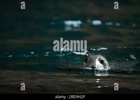 Freundliche Robben, die aus dem Wasser auf Ramsay Island schauen Stockfoto