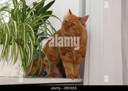 Niedliche Katze in der Nähe grüner Hauspflanzen auf Fensterbank zu Hause Stockfoto