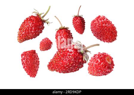 Viele frische, reife wilde Erdbeeren auf weißem Hintergrund Stockfoto