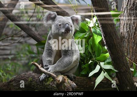 Stuttgart, Deutschland. 19. Juli 2023. Ein Koala klettert in seinem neuen Gehege in Wilhelma in Stuttgart auf einen Baum. Bis jetzt waren die vier Koalas aus Australien in Quarantäne. Sie wurden am 30. Juni nach Deutschland geflogen und dann nach Wilhelma transportiert. Kredit: Bernd Weißbrod/dpa/Alamy Live News Stockfoto