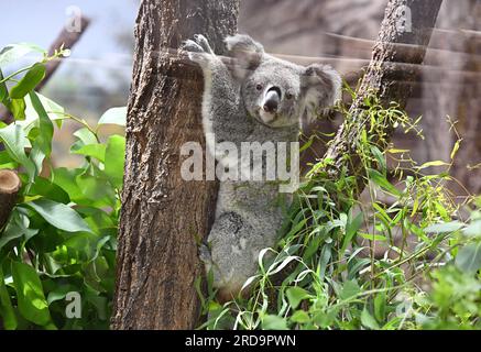 Stuttgart, Deutschland. 19. Juli 2023. Ein Koala klettert in seinem neuen Gehege in Wilhelma in Stuttgart auf einen Baum. Bis jetzt waren die vier Koalas aus Australien in Quarantäne. Sie wurden am 30. Juni nach Deutschland geflogen und dann nach Wilhelma transportiert. Kredit: Bernd Weißbrod/dpa/Alamy Live News Stockfoto