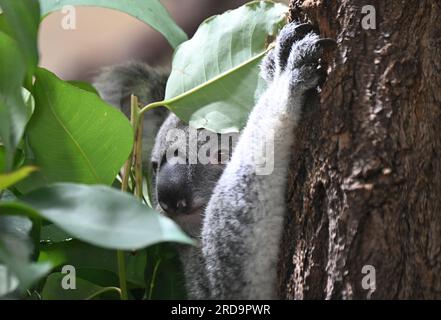 Stuttgart, Deutschland. 19. Juli 2023. Ein Koala klettert in seinem neuen Gehege in Wilhelma in Stuttgart auf einen Baum. Bis jetzt waren die vier Koalas aus Australien in Quarantäne. Sie wurden am 30. Juni nach Deutschland geflogen und dann nach Wilhelma transportiert. Kredit: Bernd Weißbrod/dpa/Alamy Live News Stockfoto