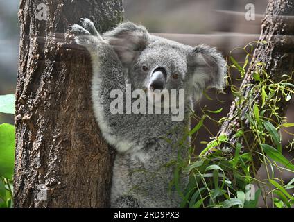 Stuttgart, Deutschland. 19. Juli 2023. Ein Koala klettert in seinem neuen Gehege in Wilhelma in Stuttgart auf einen Baum. Bis jetzt waren die vier Koalas aus Australien in Quarantäne. Sie wurden am 30. Juni nach Deutschland geflogen und dann nach Wilhelma transportiert. Kredit: Bernd Weißbrod/dpa/Alamy Live News Stockfoto